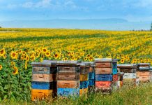 蜂産品特集 – ネクストステージへ 蜂産品特集