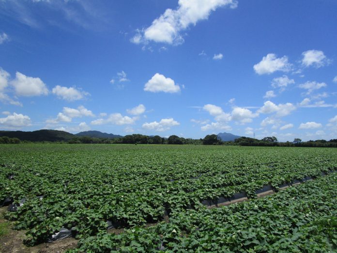 かんしょでん粉用のさつまいも畑　写真提供：鹿児島県経済農業協同組合連合会）