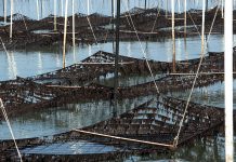 総合海苔特集 海苔業界の“3勝”と“3敗” 総合海苔特集 海苔業界の3勝3敗