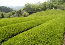 茶 久々に笑顔戻る生産者 価格上昇、PET用原料が大幅増 荒茶相場 PET飲料