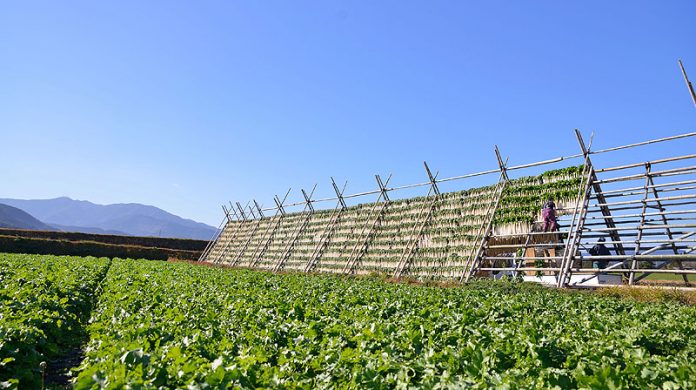 干し沢庵は良質な原料が入荷している　（写真：道本食品提供）
