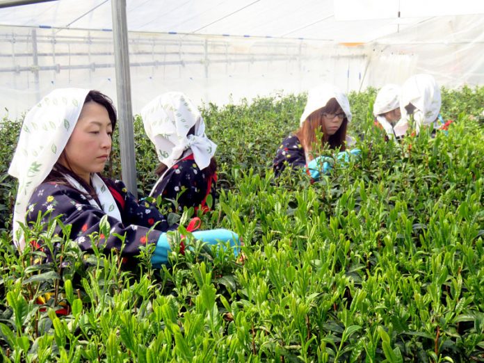 福寿園 福寿園ＣＨＡ遊学パーク お茶の京都博