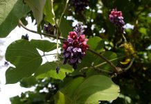 新素材版 「葛の花」市場の創造へ 葛の花エキスTM 機能性素材