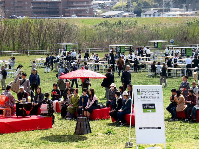お茶の京都博 さくら茶会