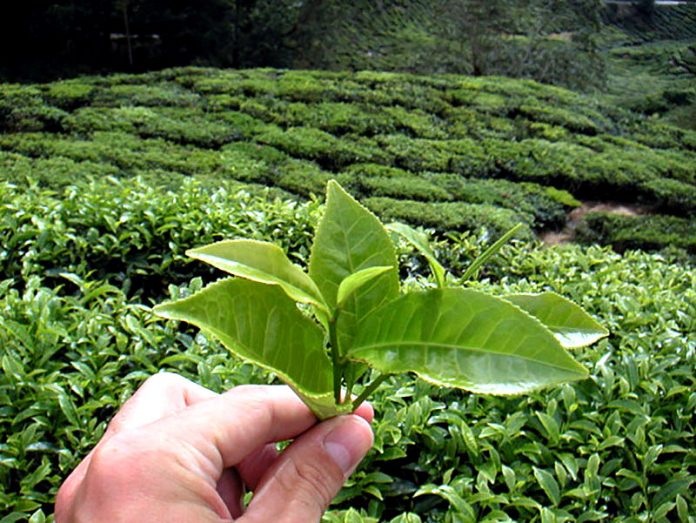 苦境 茶 海苔業界