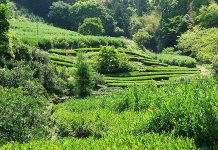 茶、生産調整終了 価格低迷に終止符 放棄茶園に囲まれた茶畑