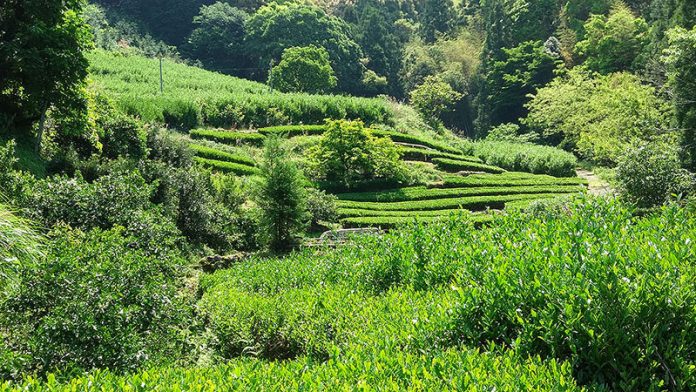 放棄茶園に囲まれた茶畑