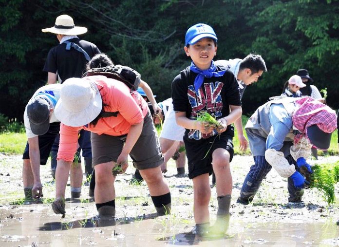宝酒造 田んぼの学校