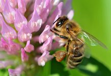 “蜂蜜バブル”はじけた? 流通の評価は高まるも… 蜂蜜バブル 市況