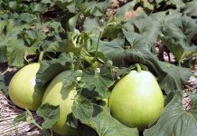 栃木産干瓢 生産後退に歯止めを 産地の将来見据え奮闘続く 間もなく収穫期を迎えるふくべ