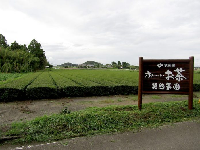伊藤園 茶産地育成事業 堀口園