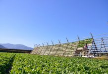 野菜自体が価値ある食材 “21世紀の漬物”を創造へ ピックルス全国制覇へ 21世紀の漬物