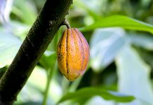 菓子を底支えするチョコレート 機能性で単価アップ実現 チョコレート 機能性食品