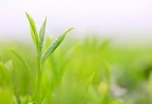 転換期の茶業界 高級茶の凋落鮮明 ティーバッグなど堅調 茶葉 2017 市況