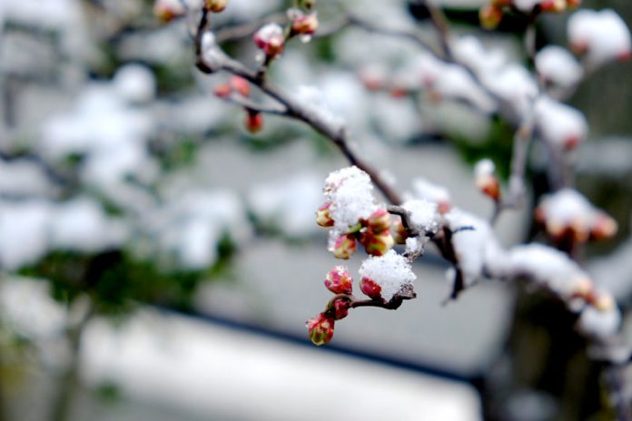 春は名のみの風の寒さや