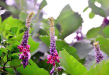 注目集める機能性素材 ガイドライン改正も期待 体脂肪低減作用、肝機能改善・保護、二日酔い防止などの機能が知られるようになった「葛の花」。東洋新薬が研究開発を進めてきた。