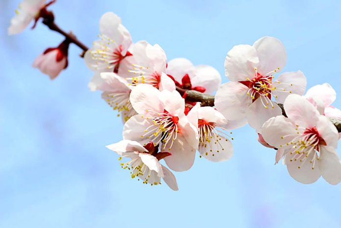 梅 着蕾 南高梅