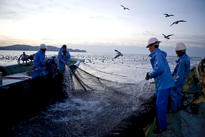 海の栄養不足 海藻不作