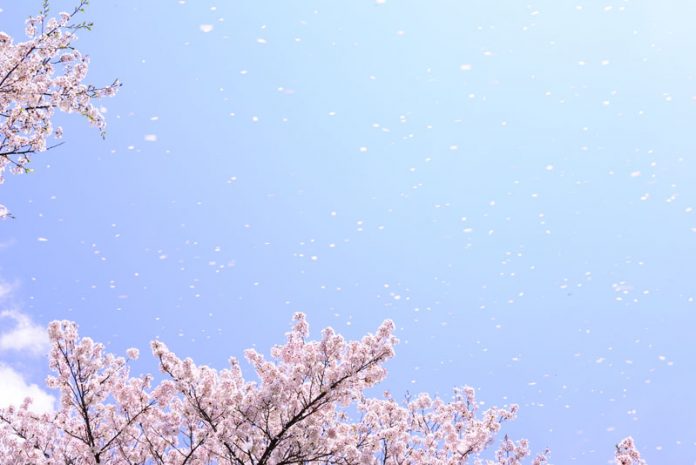年々歳々花相似たり、歳々年々人同じからず
