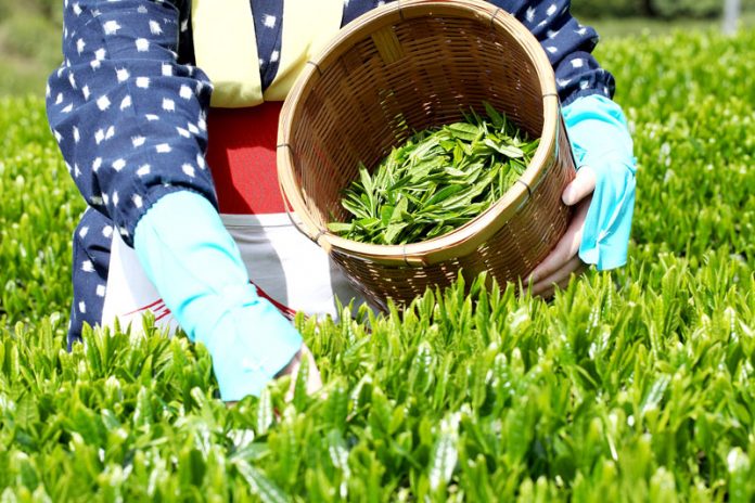 茶価低迷 新茶季節到来