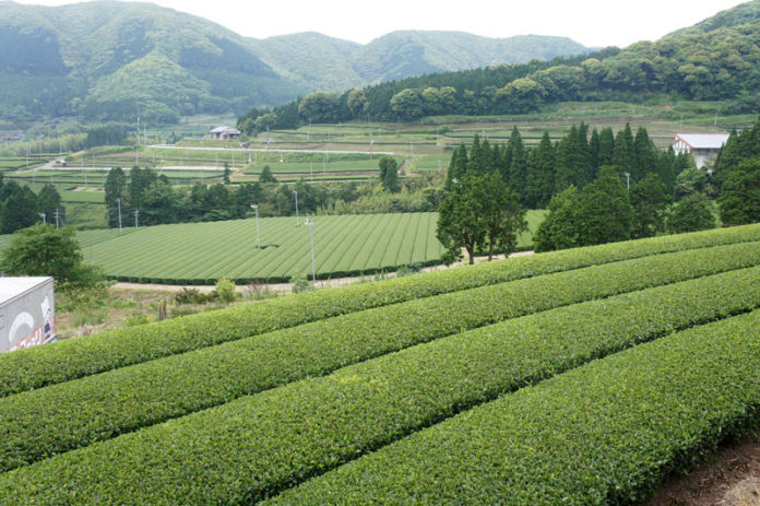 静岡茶業界 市況