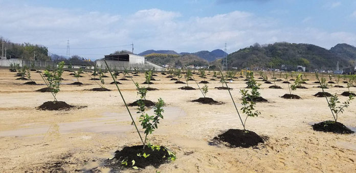 ポッカサッポロがレモン栽培に取り組む農園(広島県大崎上島町