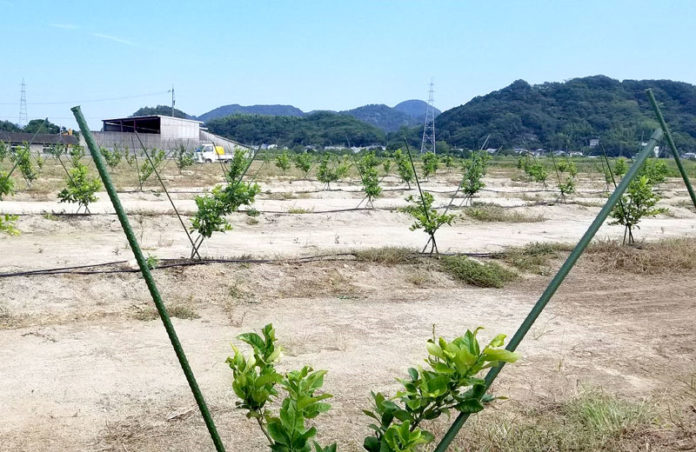 レモン栽培地（９月撮影）（広島県豊田郡大崎上島町／ポッカサッポロフード＆ビバレッジ）