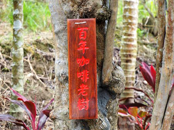 樹高およそ8mにおよぶ「百年珈琲樹」（キーコーヒー）