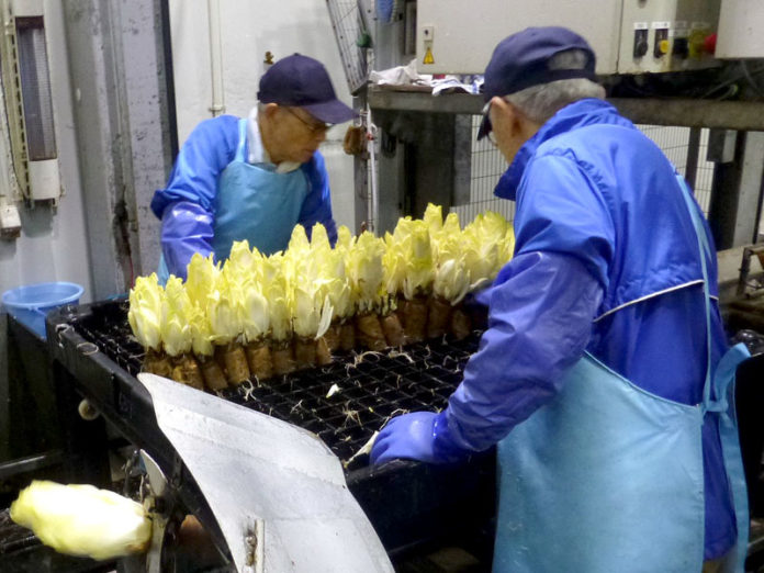 出荷最盛期のちこり。新芽と芋の切り離し作業（ちこり村）