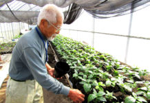 鹿児島県・伊仙町篇⑫徳之島コーヒー 生産者と外部委託で育苗強化 障がい者就労支援施設や高校が協力 AGF寄贈のビニールハウスでコーヒーの苗木と吉玉誠一氏(徳之島コーヒー生産者会)