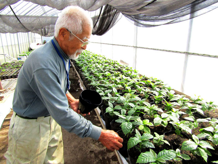 AGF寄贈のビニールハウスでコーヒーの苗木と吉玉誠一氏（徳之島コーヒー生産者会）