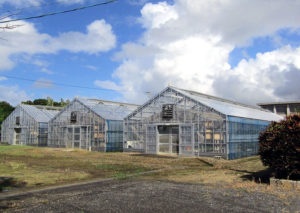 徳之島高等学校の生徒が栽培する伊仙農場。コーヒー以外に果物や野菜も育てられている