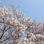 新型コロナウイルス、花見客足に影響か 新型コロナウイルス、花見客足に影響か