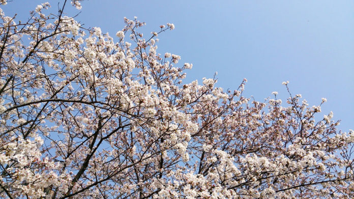 新型コロナウイルス 花見客足に影響か