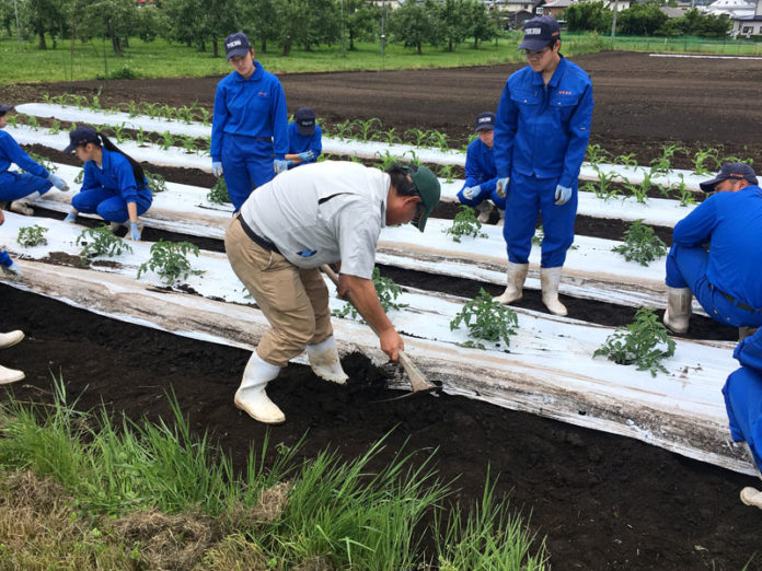 農業高校でのトマト栽培授業（カゴメ）