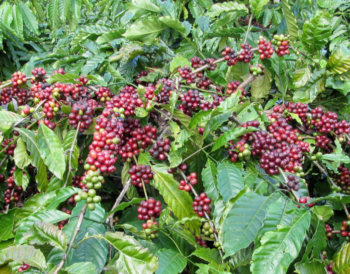 外出自粛で消費に大打撃（コーヒー世界消費量）