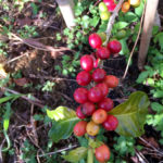 徳之島産コーヒー 23年に本格販売 進む整備 味の素AGFが第二農場開設 赤く実った徳之島コーヒー