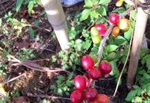 徳之島産コーヒー 23年に本格販売 進む整備 味の素AGFが第二農場開設 赤く実った徳之島コーヒー