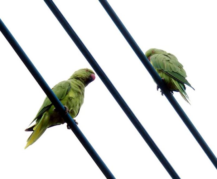 ワカケホンセイインコ