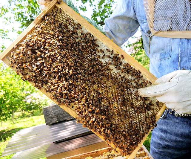 ハチミツ はちみつ 市況 2021