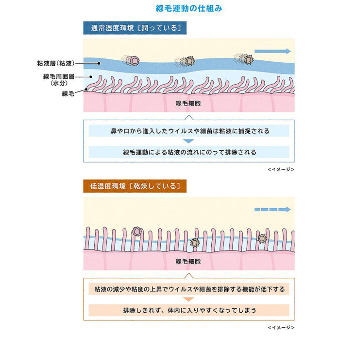 線毛運動の仕組み　引用：大塚製薬HP 健康と病気「ヒトに備わる防御機能」