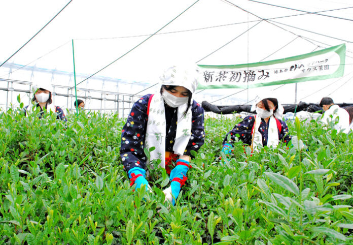 福寿園 初摘み 春一番新茶