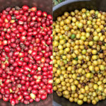 島民によるコーヒー産業化へ前進 徳之島コーヒー生産支援プロジェクトのいま 成功モデル確立にむけ試行錯誤 「AGFコーヒー実証農場」(第一農場)で収穫されたモカ品種(左)と泉農園で収穫されたイエローブルボン品種(徳之島コーヒー)