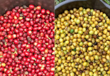 島民によるコーヒー産業化へ前進 徳之島コーヒー生産支援プロジェクトのいま 成功モデル確立にむけ試行錯誤 「AGFコーヒー実証農場」(第一農場)で収穫されたモカ品種(左)と泉農園で収穫されたイエローブルボン品種(徳之島コーヒー)