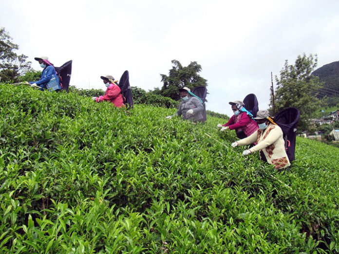 プレオープンイベントで中継されたスリランカ・ペドロ茶園の茶摘みの様子（nittoh.1909）