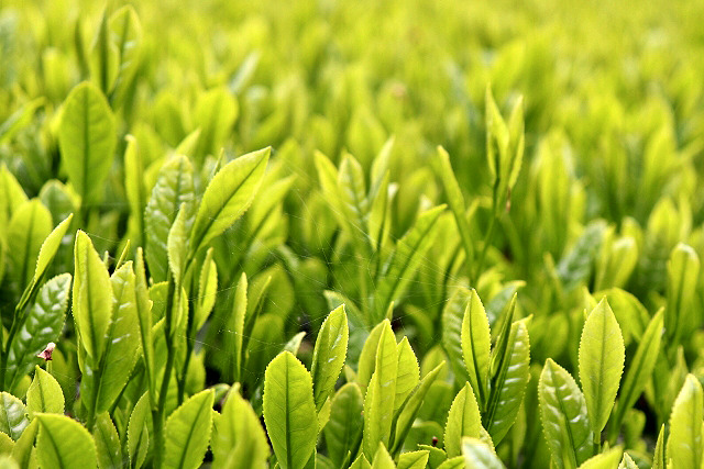 潮目変わる日本茶業界 茶カテキン 免疫力向上 緑茶 体脂肪 機能性表示食品