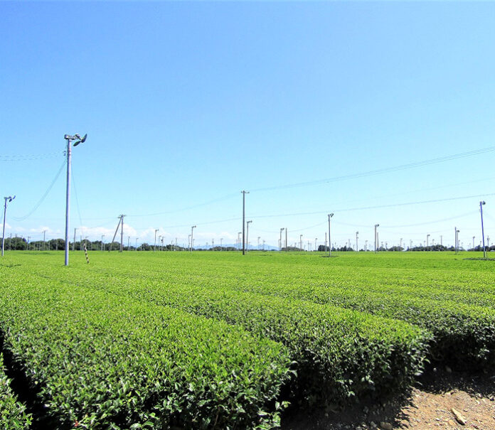 静岡県牧之原に広がる40haの茶畑。5月に竜巻が発生し周辺建物の屋根を吹き飛ばすなどの爪痕を残したが、一番茶収穫後であったため、茶畑の被害は比較的軽微であった。