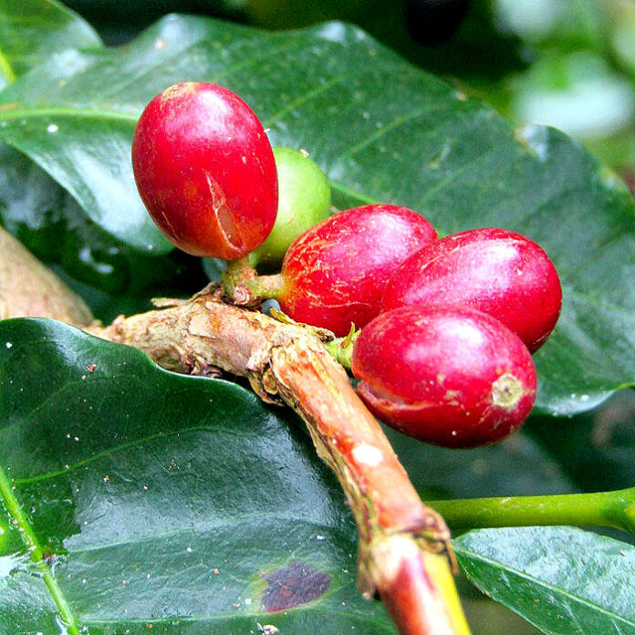 コーヒー生豆国際相場の高騰がスペシャルティコーヒーにも影響を与えている