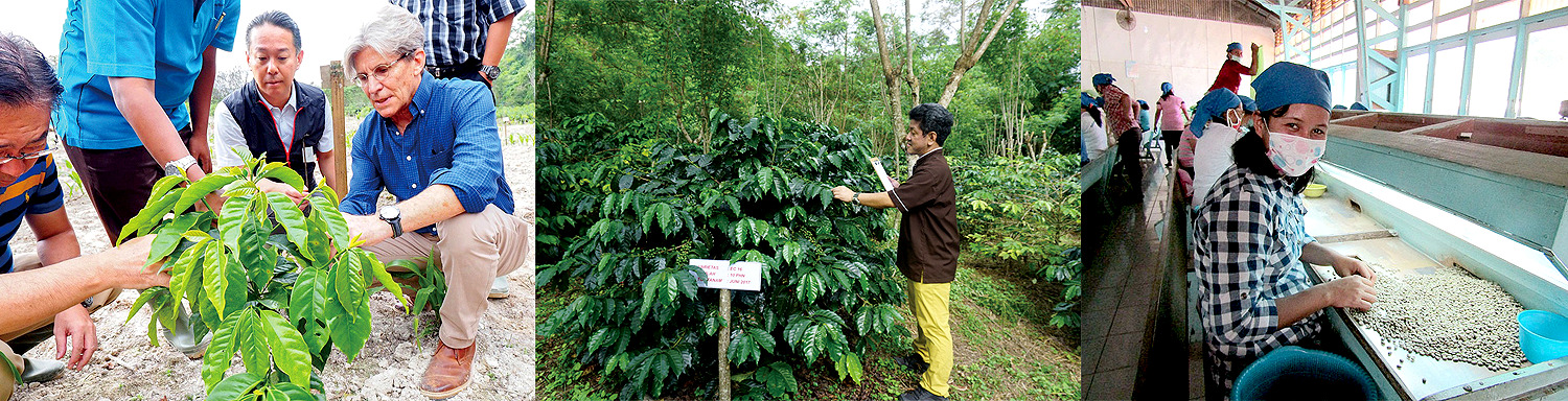 国際的な研究機関ワールド・コーヒー・リサーチとの活動も／国際品種栽培試験を行う実験圃場／手仕事で行われる選別作業