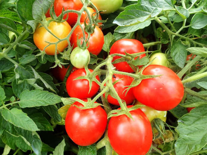 加工用トマト品種「KGM191」（カゴメ）